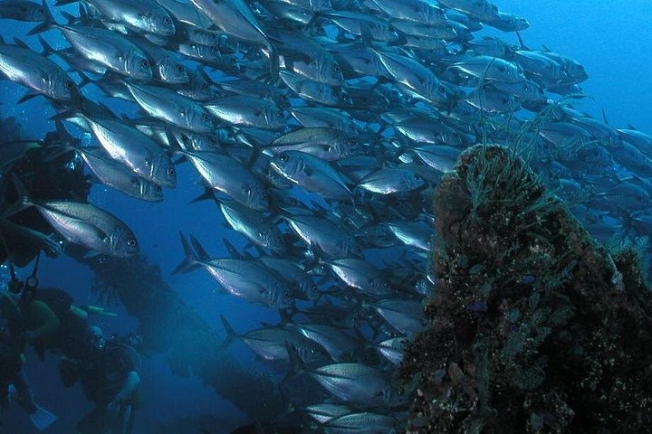Buceo en el naufragio del USS Liberty de Tulamben Bali