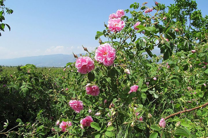 Kazanlak-Rose Valley-Valley of the Thracian Kings - tour privado de Plovdiv
