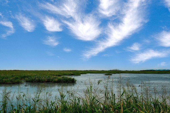 Excursão de Observação de Aves em Nanji Hill Reserva Natural do Lago Poyang em Nanchang