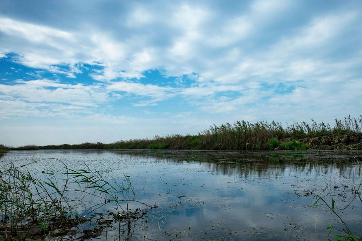 Excursão de Observação de Aves em Nanji Hill Reserva Natural do Lago Poyang em Nanchang
