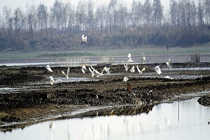 Excursão de Observação de Aves em Nanji Hill Reserva Natural do Lago Poyang em Nanchang