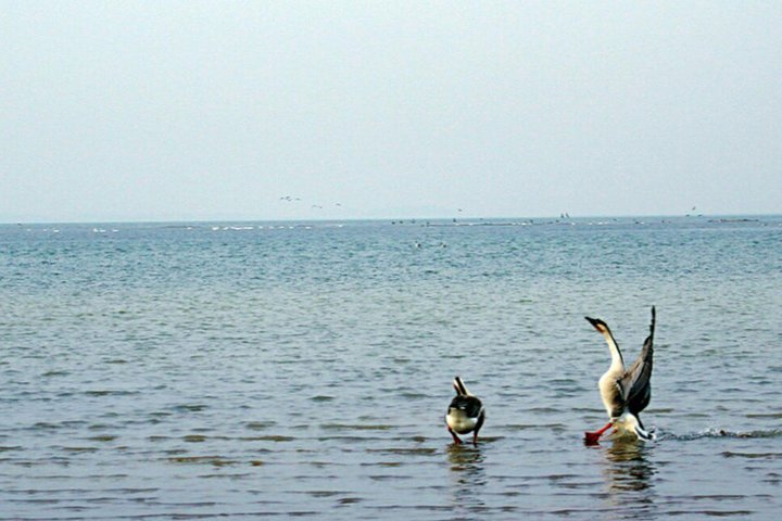 Excursão de Observação de Aves em Nanji Hill Reserva Natural do Lago Poyang em Nanchang