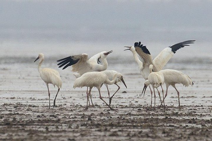 Excursão de Observação de Aves em Nanji Hill Reserva Natural do Lago Poyang em Nanchang