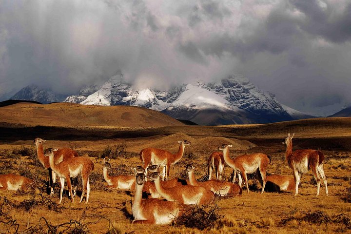 Heldagstur Torres del Paine nationalpark från Puerto Natales
