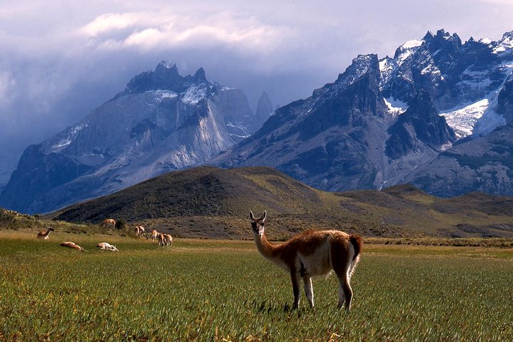 Heldagstur Torres del Paine nationalpark från Puerto Natales