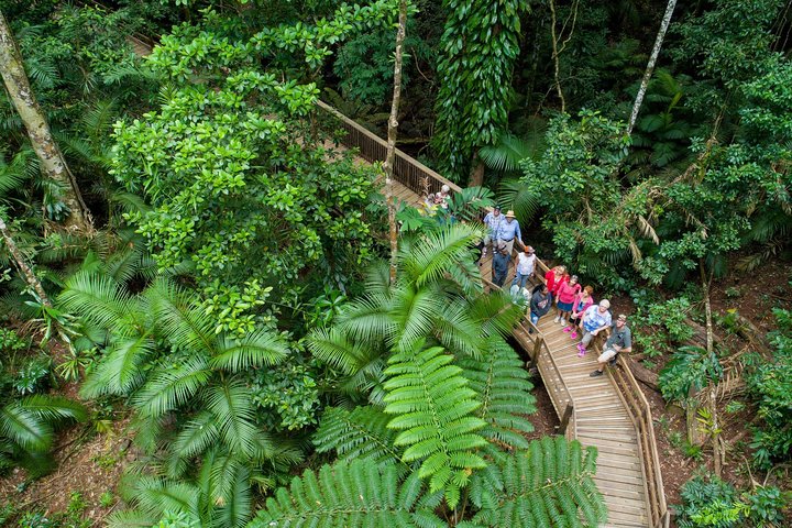 Excursión de un día completo a la selva tropical de Daintree y la tribulación del Cabo