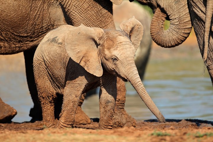 Addo Elephant Park All-Inclusive Day Safari fra Port Elizabeth