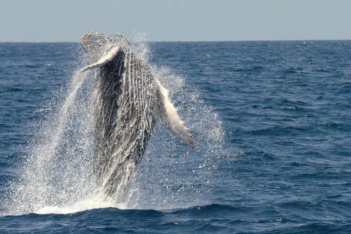Crucero de avistamiento de ballenas en San Diego