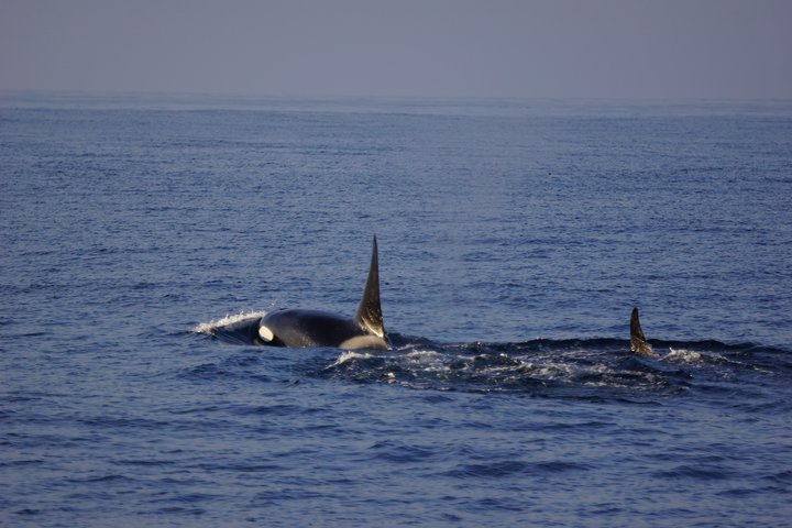 Crucero de avistamiento de ballenas en San Diego