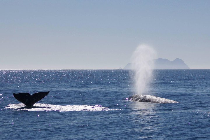 Crucero de avistamiento de ballenas en San Diego