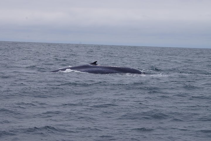 Crucero de avistamiento de ballenas en San Diego