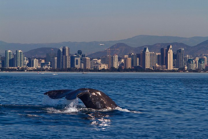 Crucero de avistamiento de ballenas en San Diego