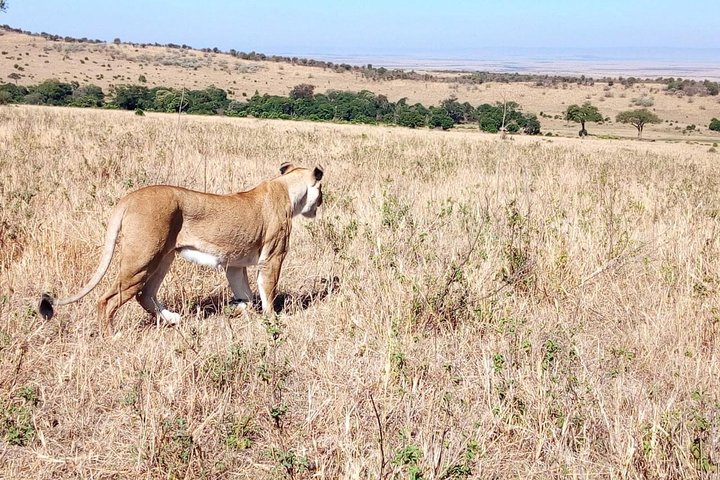 Tour di un giorno al parco nazionale di Samburu Nyeri