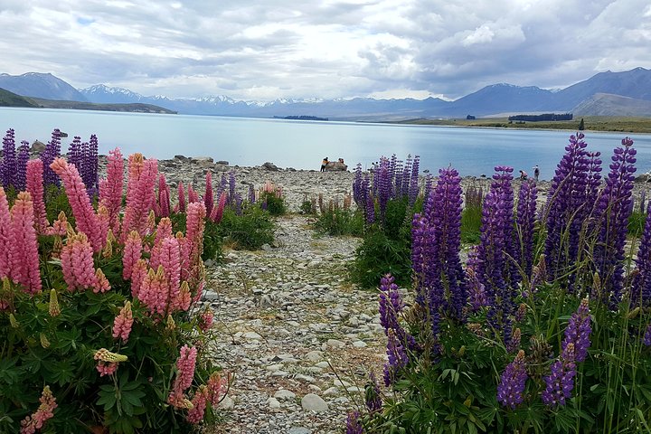 Excursión al monte Cook, el lago Tekapo y el glaciar Tasman desde Christchurch