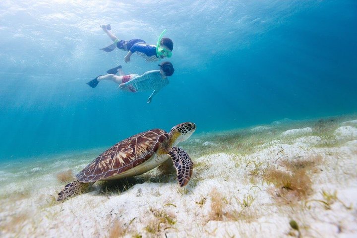 Mergulhe com snorkel e nade com tartarugas. Excursão semi-privada para Buck Island e Honeymoon Beach
