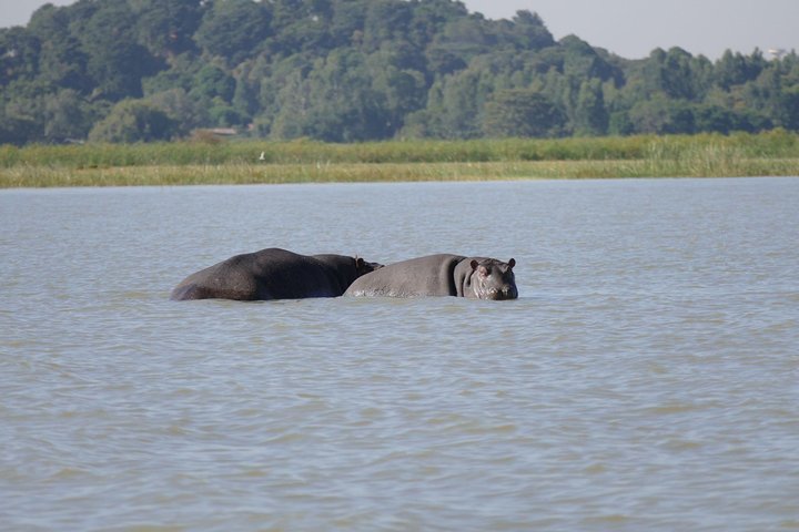 Privata guidade turer till Bahir Dar Lake Tana-klostret och Blue Nile-vattenfall