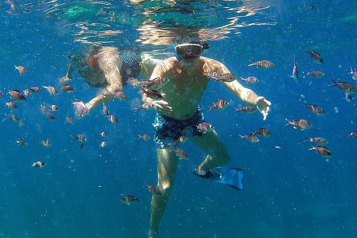 Martinique : Observation des dauphins et snorkeling