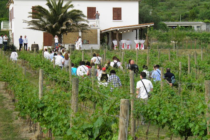 Excursión al valle de Konavle desde Dubrovnik - Paseo en tren y cata de vinos