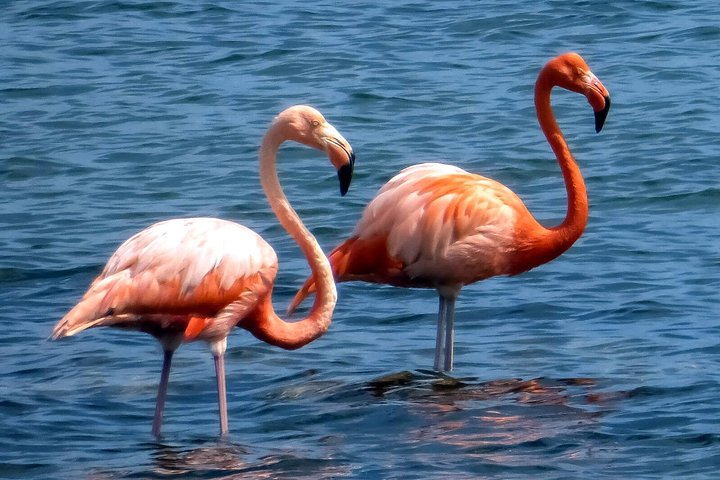 忘れられないウミガメスイム&グローテ・クニップ・ビーチ(送迎付き)