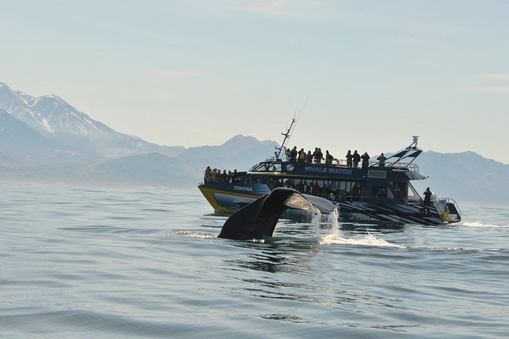 Tour de un día desde Christchurch para avistar ballenas en Kaikoura