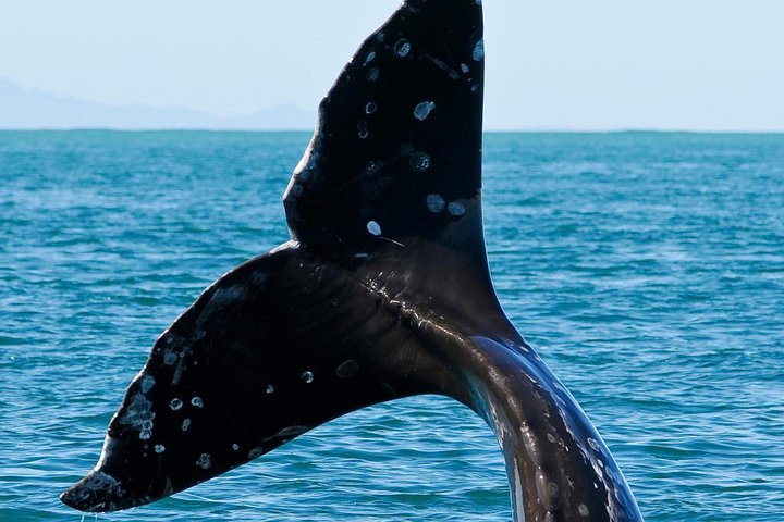 Tour de un día desde Christchurch para avistar ballenas en Kaikoura