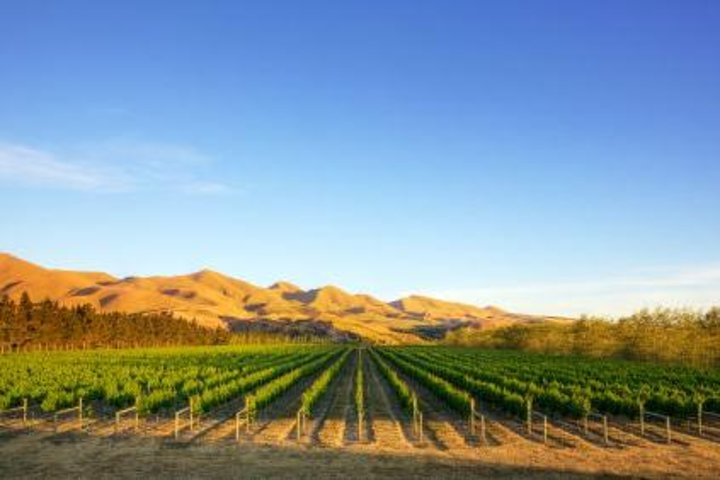 Waipara Wine Tour fra Christchurch - inkludert lunsj og smaksprøver