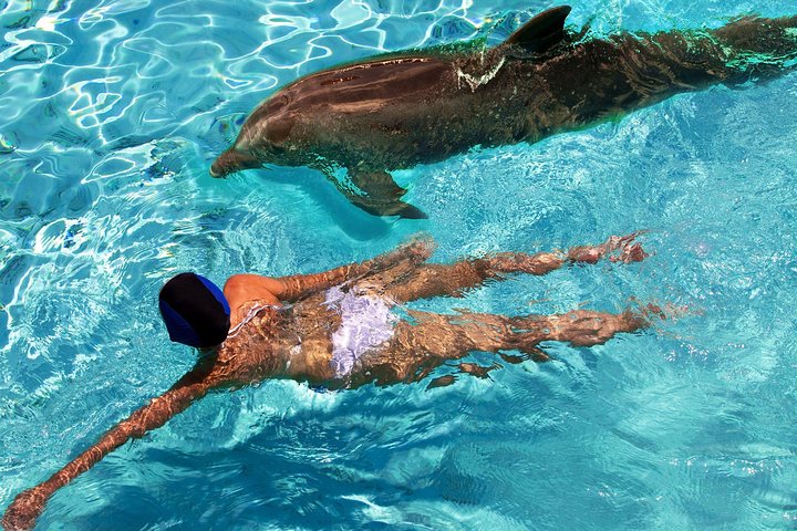 Mergulhe com snorkel e nade com tartarugas. Excursão semi-privada para Buck Island e Honeymoon Beach