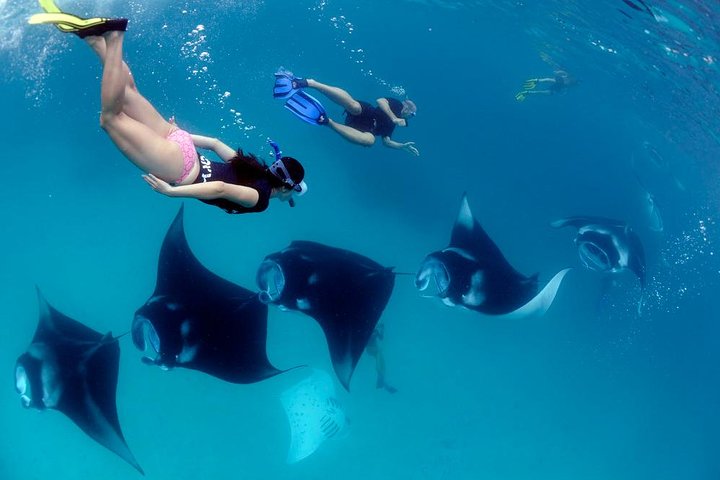Nusa Penida snorkelavontuur (privé en all-inclusive)