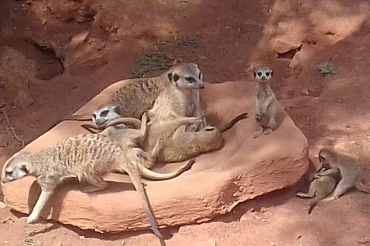 Tour zum Elefantenschutzgebiet ab Johannesburg