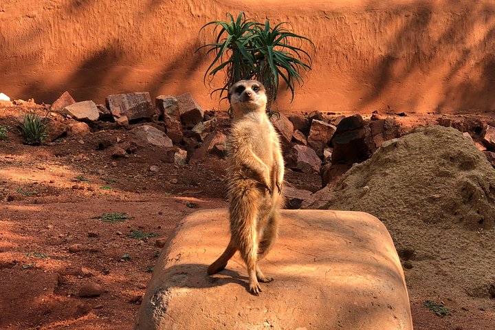 Tour zum Elefantenschutzgebiet ab Johannesburg