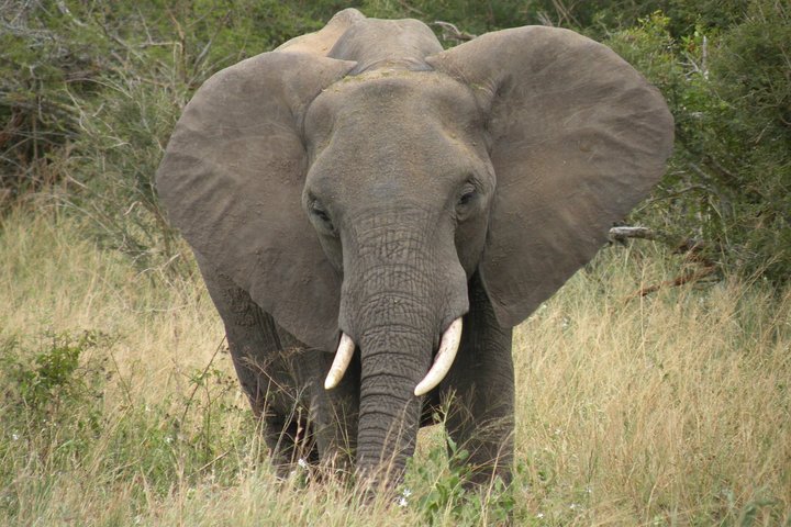 Tour zum Elefantenschutzgebiet ab Johannesburg