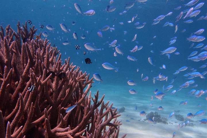 2,5 timmars Snorkel-/sköldpaddstur på Ningaloo Reef, Exmouth