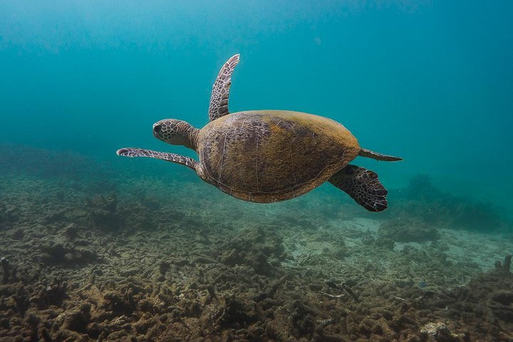 6 horas de buceo de arrecife de Ningaloo y aventura de vida silvestre