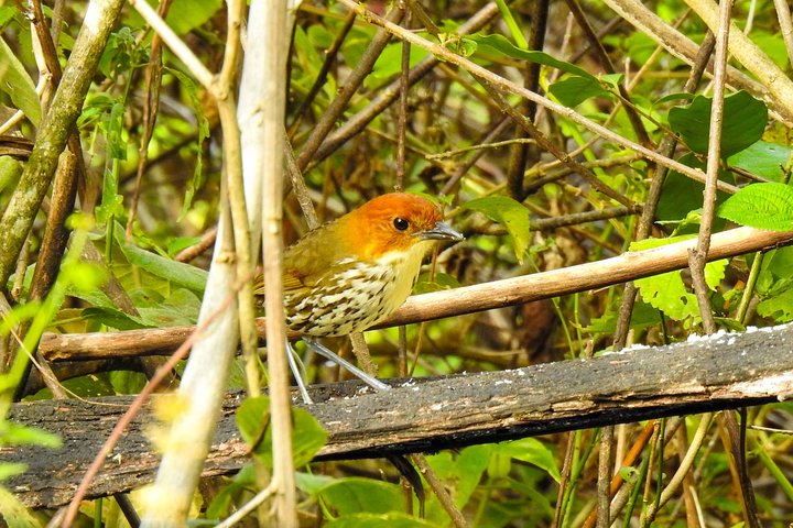 Vogelbeobachtungstour in Giron und Yunguilla Jocotoco Reserve von Cuenca