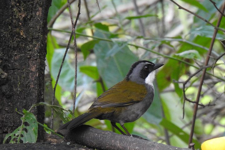 Vogelbeobachtungstour in Giron und Yunguilla Jocotoco Reserve von Cuenca