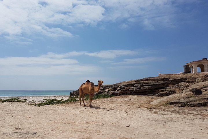West Salalah Tour - Caraibi d'Oriente - Spiaggia di Fazayah con città