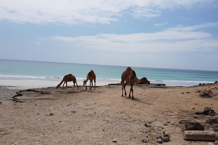 West Salalah Tour - Caraibi d'Oriente - Spiaggia di Fazayah con città