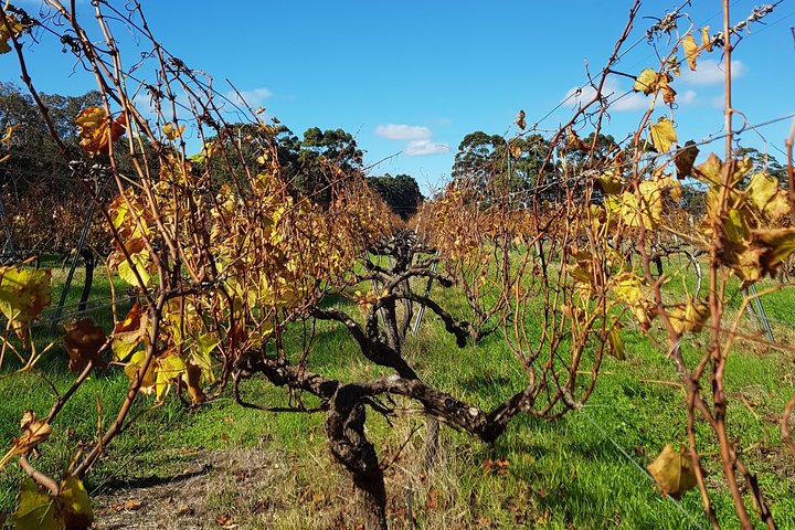 Margaret River Vino curado para grupos pequeños, café, almuerzo y bosque