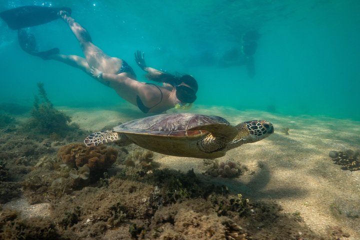 Halv dag med låga öar Snorkling Tour från Port Douglas