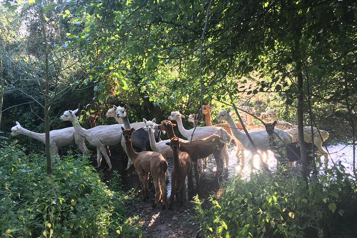 Esperienza di 2 ore nella fattoria degli alpaca a Kenilworth