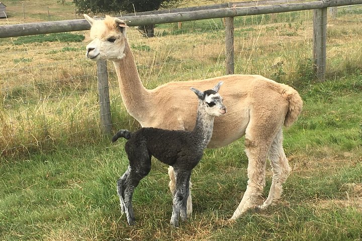 Esperienza di 2 ore nella fattoria degli alpaca a Kenilworth
