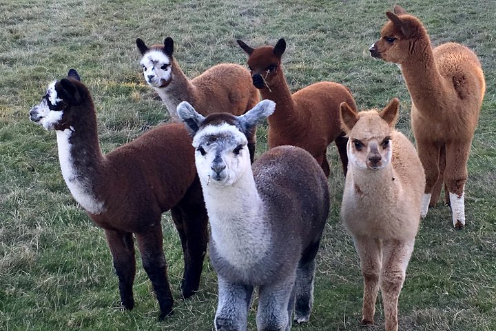 Esperienza di 2 ore nella fattoria degli alpaca a Kenilworth