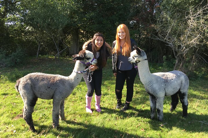 Esperienza di 2 ore nella fattoria degli alpaca a Kenilworth