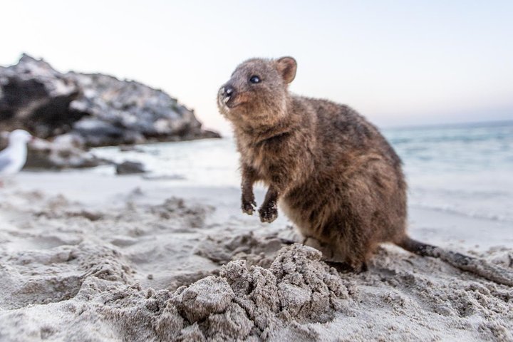 Rottnest Island All Inclusive Grand Island Tour fra Fremantle