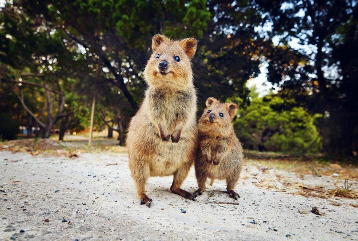 Rottnest Island All Inclusive Grand Island Tour fra Fremantle