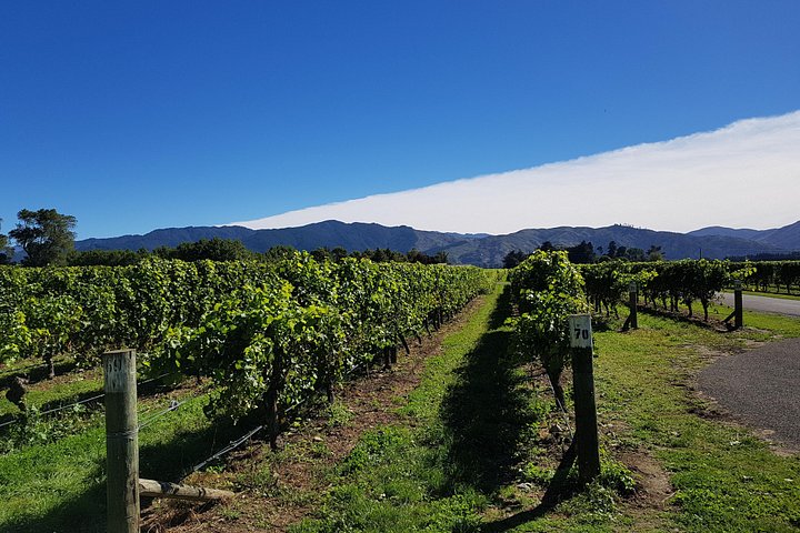 Assapora il tour del vino della valle a Marlborough con degustazione di vini