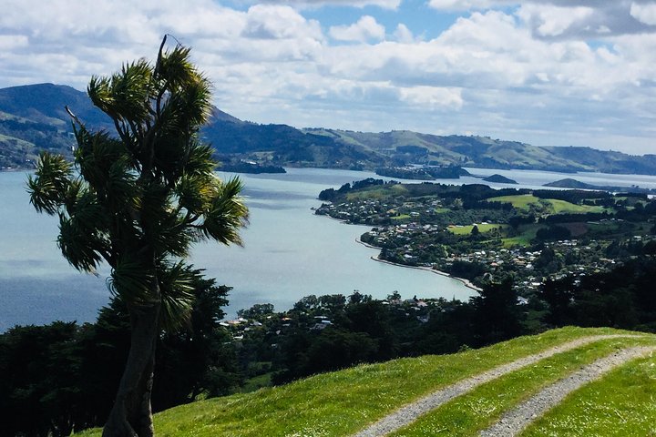 Dunedin City Highlights, Otago Peninsula Scenery & Albatross Guidet tur