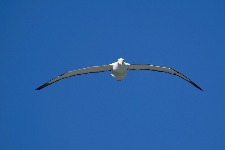 Dunedin City Highlights, Otago Peninsula Scenery & Albatross Guidet tur