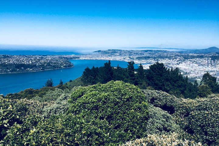 Dunedin City Highlights, Otago Peninsula Scenery & Albatross Guidet tur