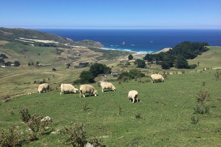 Half day Private Tour of Dunedin City Highlights and Peninsula Scenery